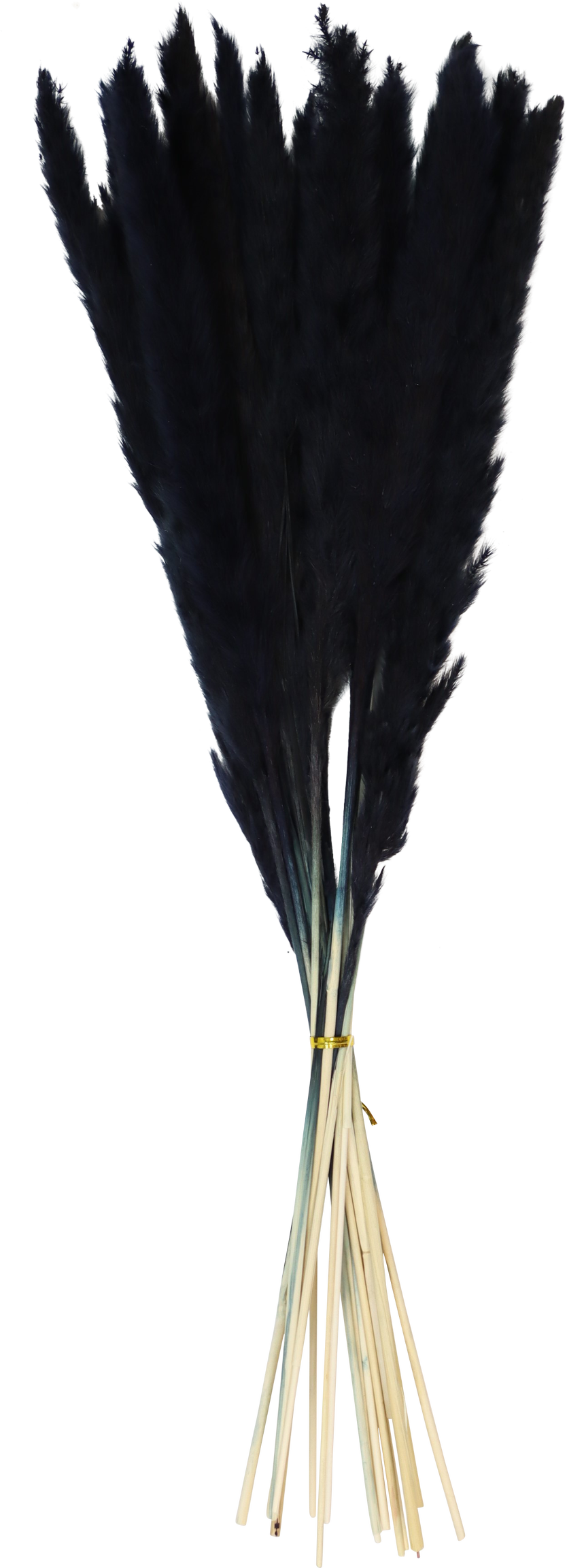 1026 PAMPASGRAS SCHWARZ  S/15