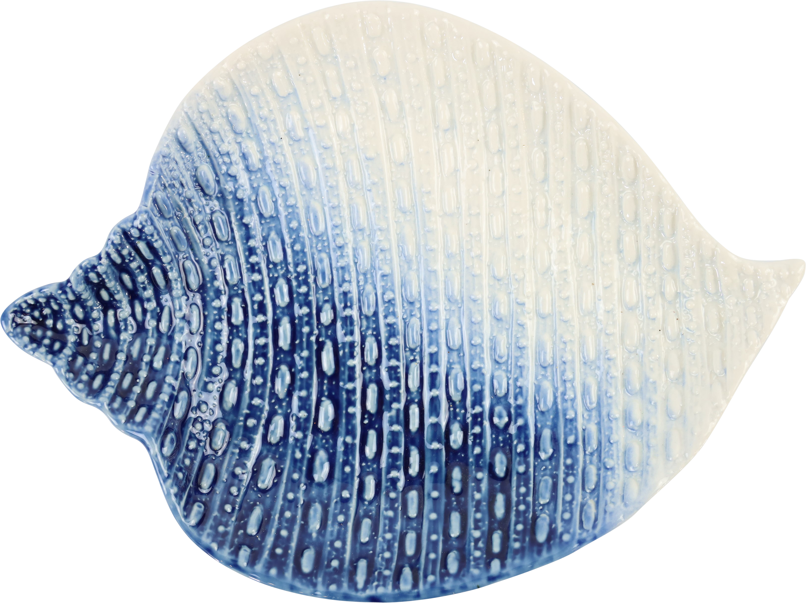 2443 MUSCHELSCHALE OCEAN