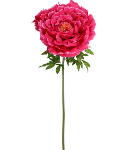 4990 GIANT FLOWER  ROSE