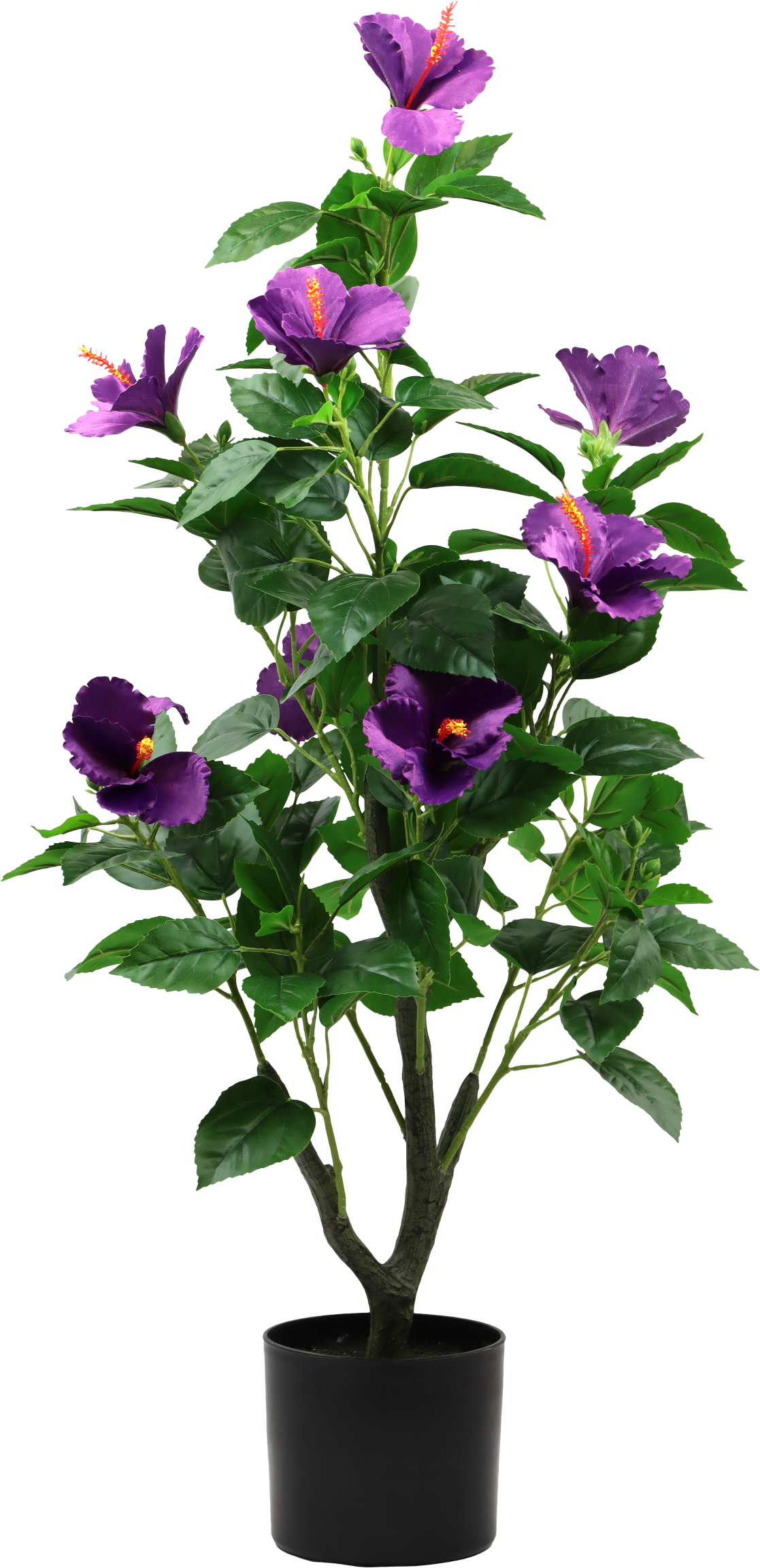 7289 ÁRBOL  HIBISCUS DREAM